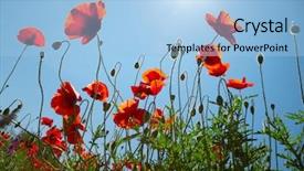  Presentation with poppies - Theme having poppies on blue sky background background and a light blue colored foreground