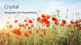  Presentation with flower vintage - Cool new theme with poppies on field wild flower backdrop and a sky blue colored foreground