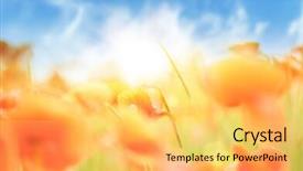  Presentation with poppies - Audience pleasing slides consisting of poppies on green field under blue sky backdrop and a yellow colored foreground