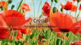  Presentation with poppies - Presentation theme enhanced with herbage - poppies on green field background and a red colored foreground