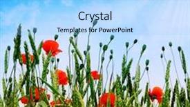  Presentation with poppies - Amazing theme having poppies opposite blue sky backdrop and a light blue colored foreground