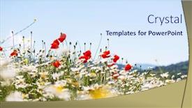  Presentation with poppies - Presentation design with poppies background and a sky blue colored foreground