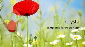  Presentation with poppies - Colorful slide deck enhanced with poppies backdrop and a mint green colored foreground