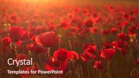  Presentation with poppy - Cool new theme with poppy - beautiful blooming poppies backdrop and a tawny brown colored foreground