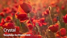  Presentation with poppy - Slide deck having poppy - beautiful blooming poppies background and a tawny brown colored foreground