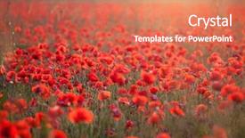  Presentation with poppy - Presentation theme enhanced with poppy - beautiful field of red poppies background and a coral colored foreground