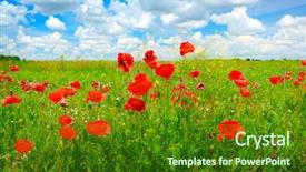  Presentation with wild flower in field of daisies - PPT theme consisting of poppy - bright delicate flowers wild poppies background and a forest green colored foreground