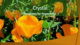  Presentation with bloom - Presentation design featuring poppy - california poppis in bloom super background and a forest green colored foreground