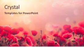  Presentation with poppy - Beautiful slides featuring poppy - field of poppies backdrop and a lemonade colored foreground