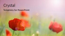  Presentation with poppy - Presentation enhanced with poppy - field of poppies background and a soft green colored foreground