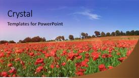  Presentation with poppy - PPT theme enhanced with poppy - field of poppies background and a light blue colored foreground