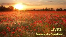  Presentation with poppy - Cool new theme with poppy - poppies field at sunset backdrop and a tawny brown colored foreground