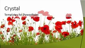  Presentation with poppy - Slides having poppy - red poppies isolated on white background and a white colored foreground