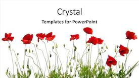  Presentation with poppy - PPT layouts consisting of poppy - red poppies isolated on white background and a white colored foreground