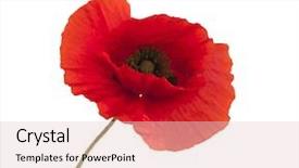  Presentation with poppy - PPT theme enhanced with poppy - red poppies isolated on white background and a lemonade colored foreground
