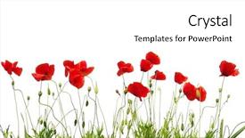  Presentation with poppy - PPT theme featuring poppy - red poppies isolated on white background and a white colored foreground