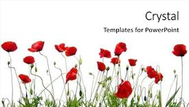  Presentation with poppy - PPT theme with poppy - red poppies isolated on white background and a white colored foreground