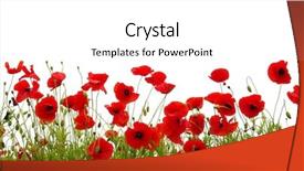  Presentation with poppy - Audience pleasing PPT theme consisting of poppy - red poppies isolated on white backdrop and a white colored foreground