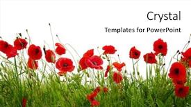  Presentation with poppy - Colorful theme enhanced with poppy - red poppies isolated on white backdrop and a white colored foreground
