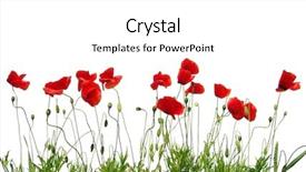  Presentation with poppy - Presentation theme having poppy - red poppies isolated on white background and a white colored foreground