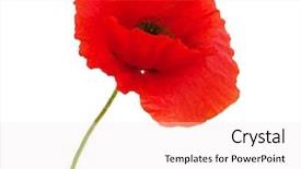  Presentation with poppy - Cool new slide set with poppy - red poppies isolated on white backdrop and a sky blue colored foreground