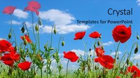  Presentation with poppy - Cool new PPT layouts with poppy - red poppies on green field backdrop and a teal colored foreground