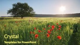  Presentation with tree spring flowers apple flowers - Beautiful PPT theme featuring poppy - spring meadow with wheat poppies backdrop and a tawny brown colored foreground