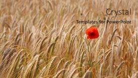  Presentation with poppy - Amazing presentation having poppy and wheat backdrop and a coral colored foreground