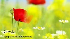  Presentation with seed - PPT theme consisting of poppy and wild flowers background and a  colored foreground