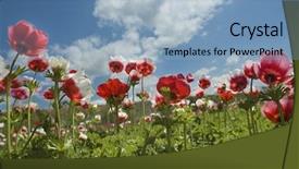  Presentation with toroidal field - Slides featuring poppy anemone in the field background and a  colored foreground