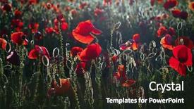  Presentation with remembrance day - PPT layouts enhanced with poppy field - armistice or remembrance background and a tawny brown colored foreground