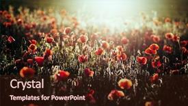  Presentation with remembrance day - Amazing slide deck having poppy field - armistice or remembrance backdrop and a wine colored foreground
