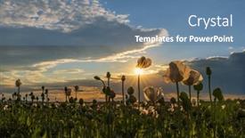  Presentation with poppy - Presentation design consisting of poppy-field-during-sunset-near background and a ocean colored foreground