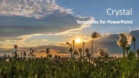  Presentation with czech republic - Slide deck having poppy-field-during-sunset-near background and a teal colored foreground