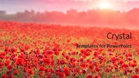  Presentation with poppy - Cool new slides with poppy field in morning mist backdrop and a red colored foreground