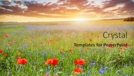  Presentation with poppy - Amazing PPT layouts having poppy-field-summer-countryside-landscape backdrop and a yellow colored foreground