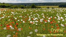  Presentation with poppy - Presentation design having poppy-field-vysocina-near-zdar background and a  colored foreground