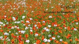  Presentation with poppy - Audience pleasing PPT theme consisting of poppy-field-vysoocina-near-zdar backdrop and a gold colored foreground