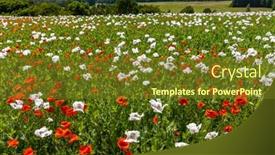  Presentation with czech republic - Beautiful slide deck featuring poppy-field-vysoocina-near-zdar backdrop and a tawny brown colored foreground