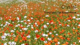  Presentation with czech republic - Slide set consisting of poppy-field-vysoocina-near-zdar background and a gold colored foreground