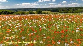  Presentation with czech republic - PPT theme having poppy-field-vysoocina-near-zdar background and a tawny brown colored foreground