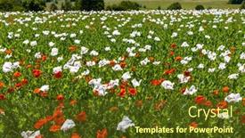  Presentation with czech republic - Slide set featuring poppy-field-vysoocina-near-zdar background and a tawny brown colored foreground