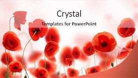  Presentation with poppy - Slides with poppy field background and a sky blue colored foreground