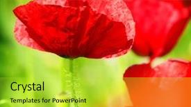  Presentation with seed - Slide set enhanced with poppy field background and a  colored foreground