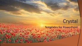  Presentation with poppy - Theme consisting of poppy filed on sunset sky background background and a yellow colored foreground
