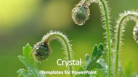  Presentation with water flow in pipe - Beautiful theme featuring poppy flower buds with water backdrop and a  colored foreground