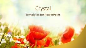  Presentation with dragonfly and flower - Presentation theme enhanced with poppy flower in the sky background and a cream colored foreground