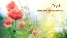  Presentation with poppy - Beautiful slide deck featuring poppy flower in the sky backdrop and a cream colored foreground