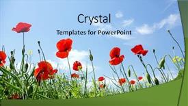  Presentation with poppy - Colorful theme enhanced with spring meadow red - poppy flower in the sky backdrop and a light blue colored foreground
