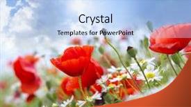  Presentation with poppy - Presentation theme consisting of poppy flower in the sky background and a light blue colored foreground